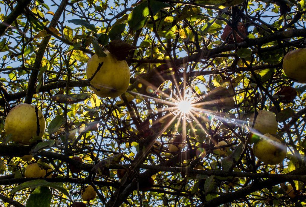 La Dolce Mela Villa Buonabitacolo Buitenkant foto
